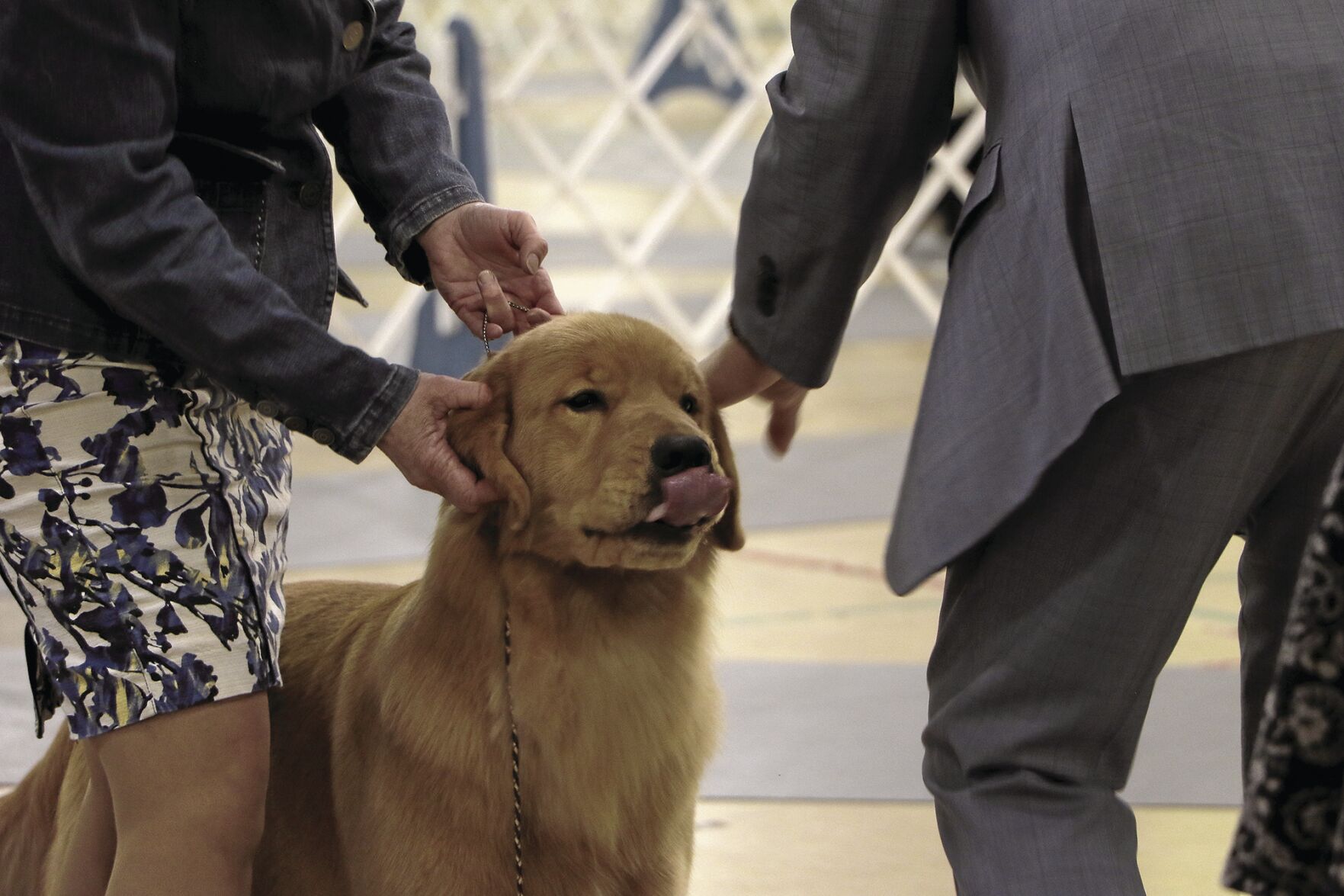 PHOTOS: 2022 AKC Dog Show
